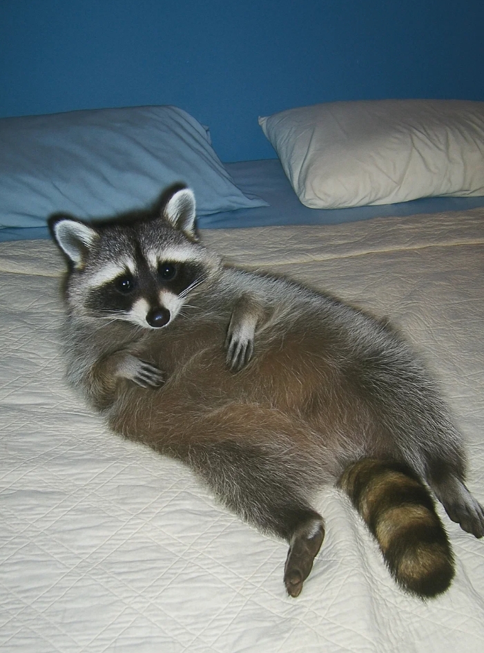 Raccoon